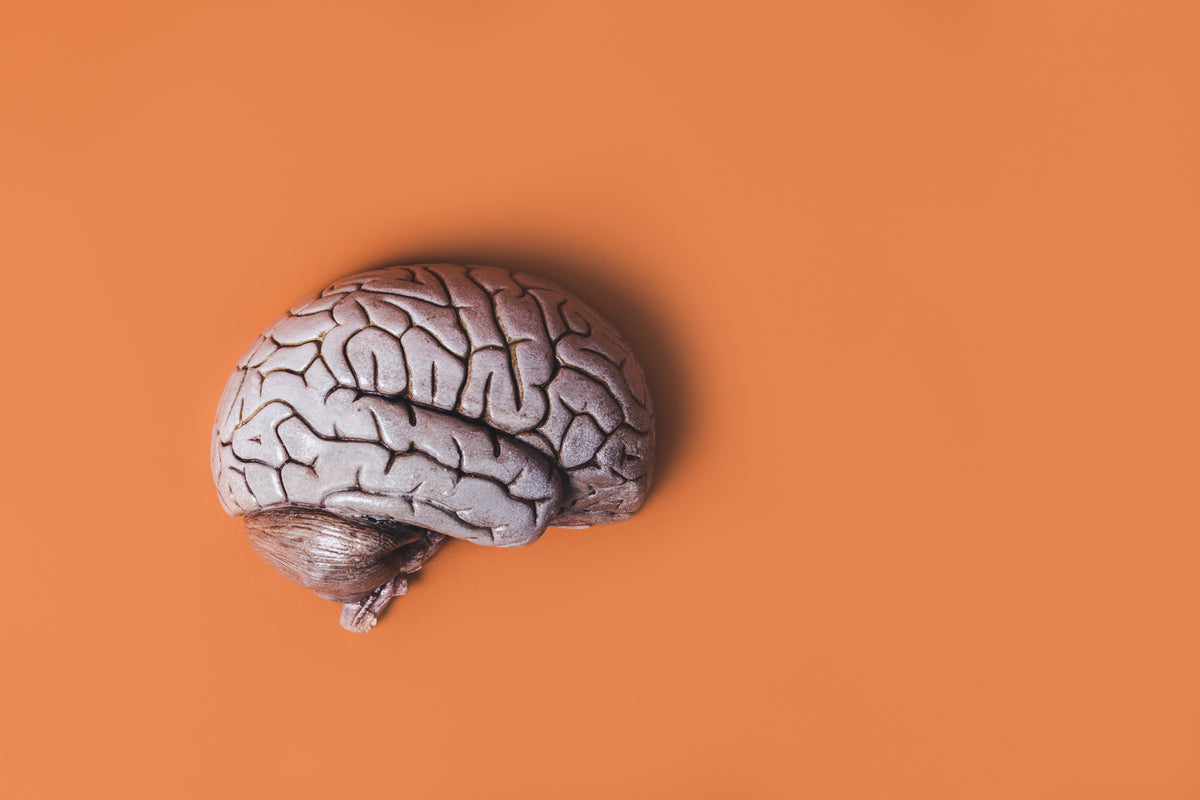 Your Brain's Fuel